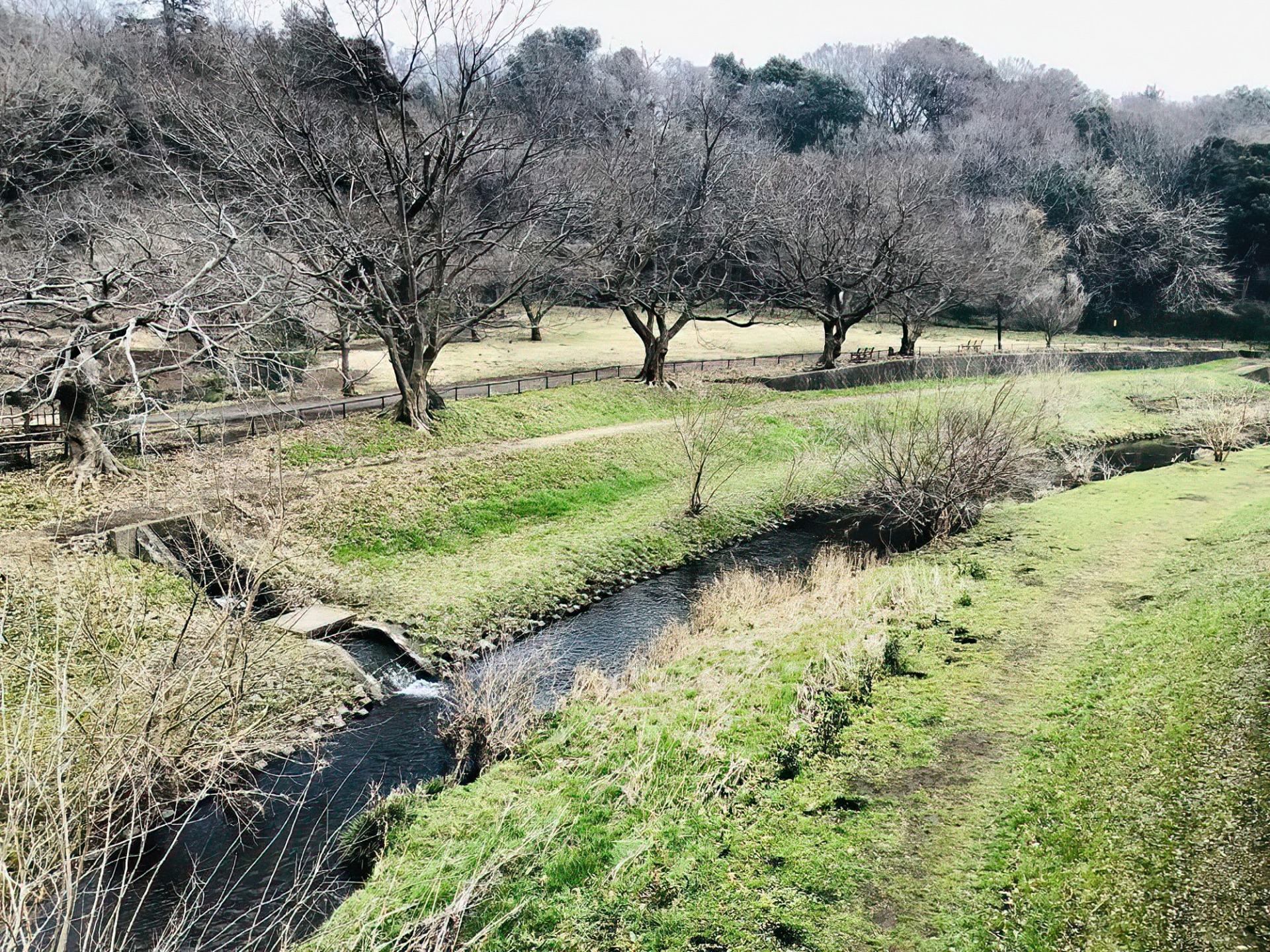 野川で撮った写真